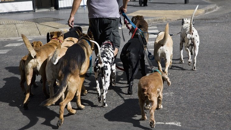 Most Popular Dog Training Methods
