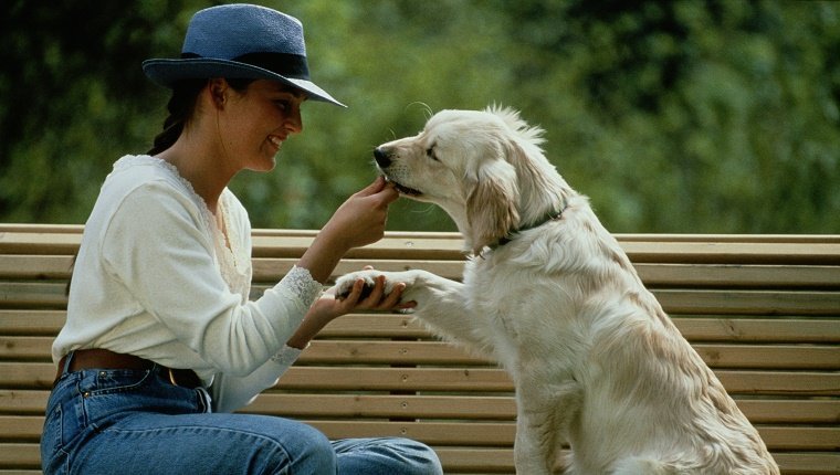 7 Most Popular Dog Training Methods