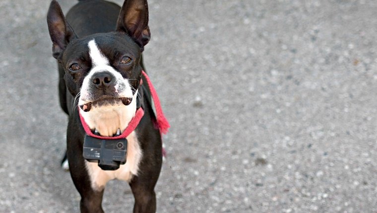 Most Popular Dog Training Methods