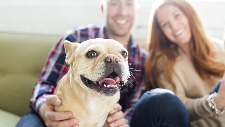 Most Popular Dog Training Methods
