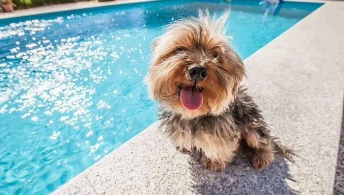 dog sitting by the pool