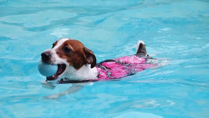 dog swimming with ball in pool