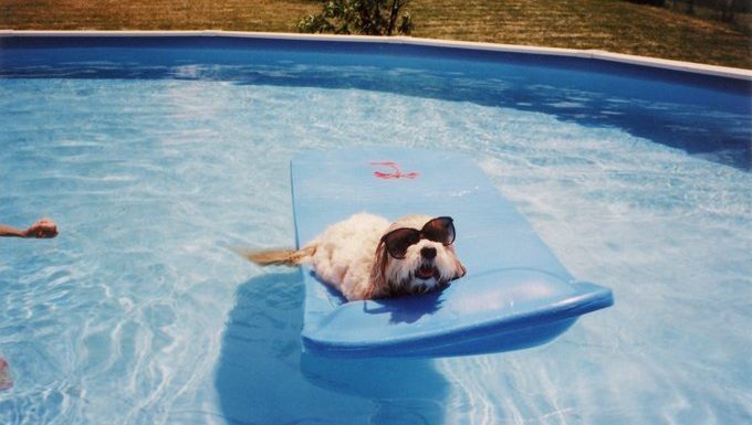 dog on a raft in the pool