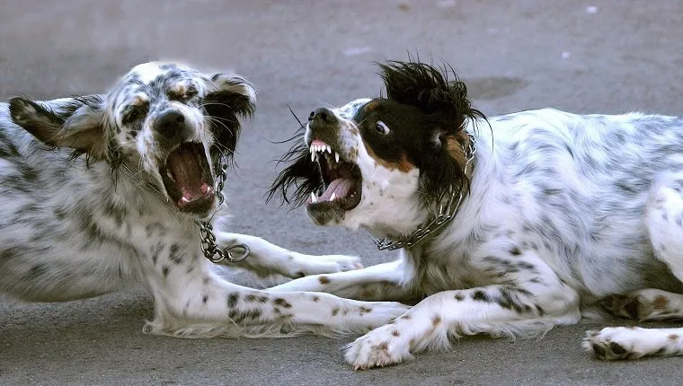 Dog Growling: What It Means & What You Should Do - DogTime