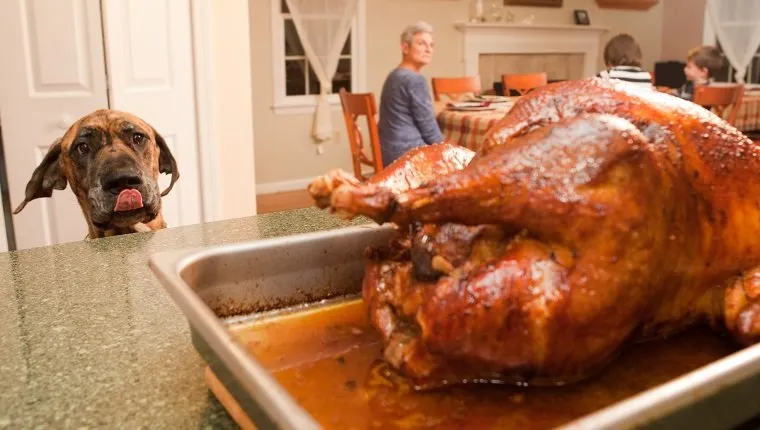 Dog with Thanksgiving turkey