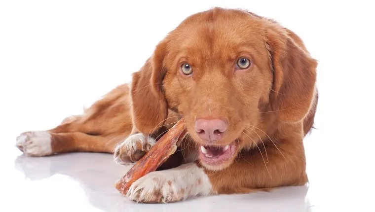 are beef femur bones safe for dogs