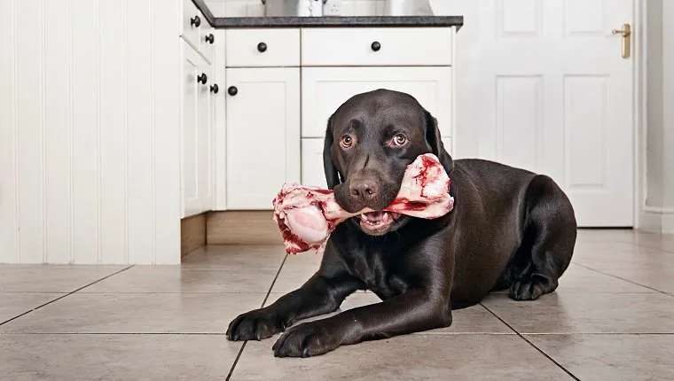 are beef femur bones safe for dogs