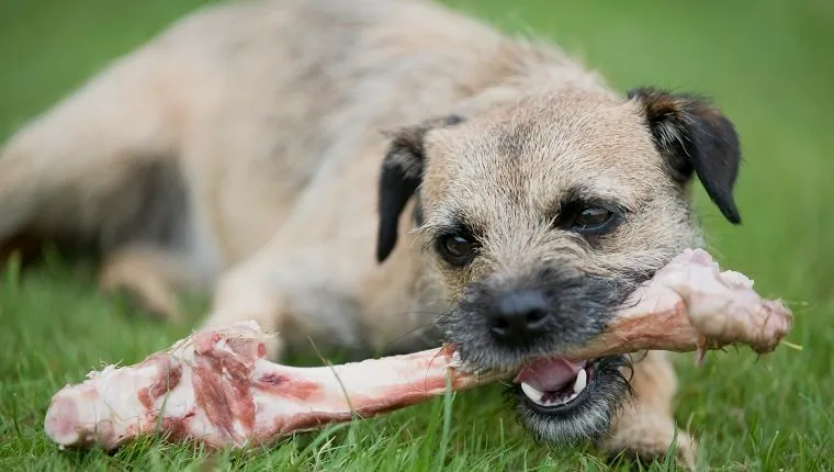 Border Terrier chewing on a raw bone, front view