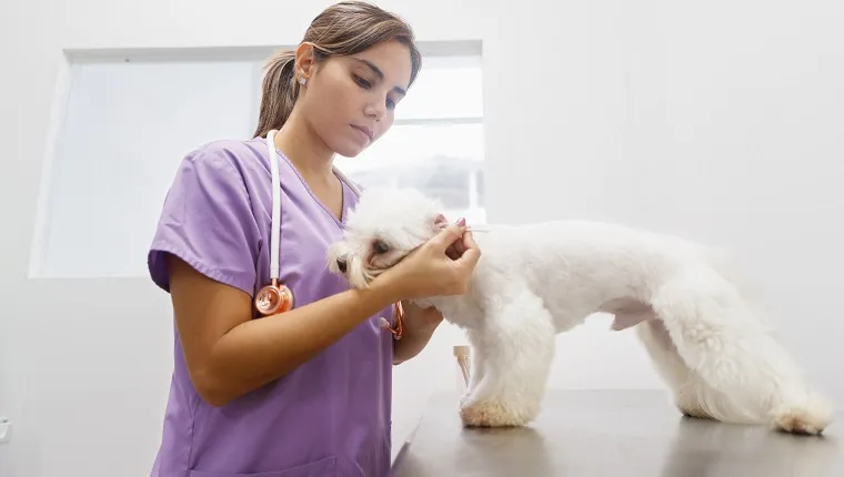 Young latina woman working as veterinary, vet during visit. Animal doctor visiting ill pet in clinic and cleaning dog ear. People, jobs, professions and animal care