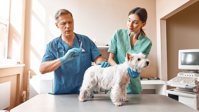 It will hurt a little. A middle aged male vet is going to inject a small dog while his female assistant keeping a patient. Vet clinic. Pet care concept. Medicine concept. Animal hospital