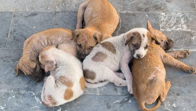 puppies who haven't been cared for