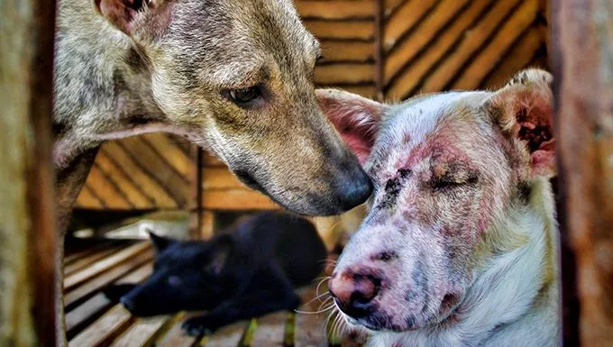 dogs together, one has a skin condition