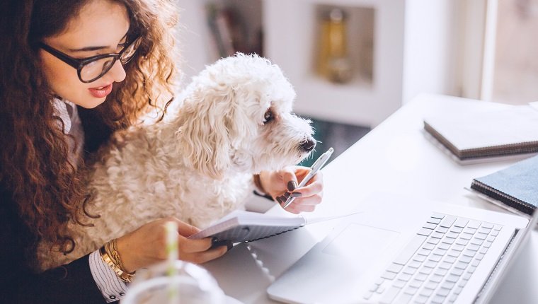 Stylish brunette working from home in her home office and holding her dog in her lap.