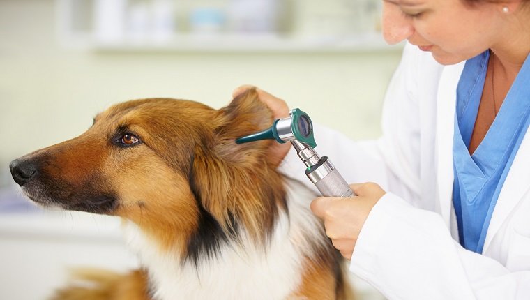Cropped shot of a veterinarian examining a dog's ear