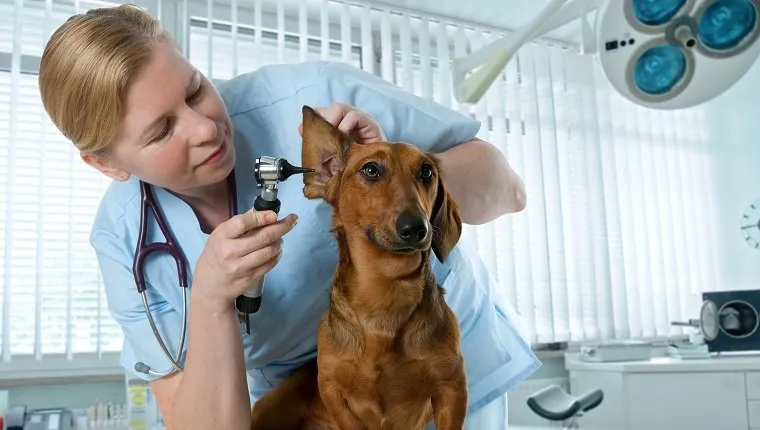 veterinarian doctor making checkup of a dachshund