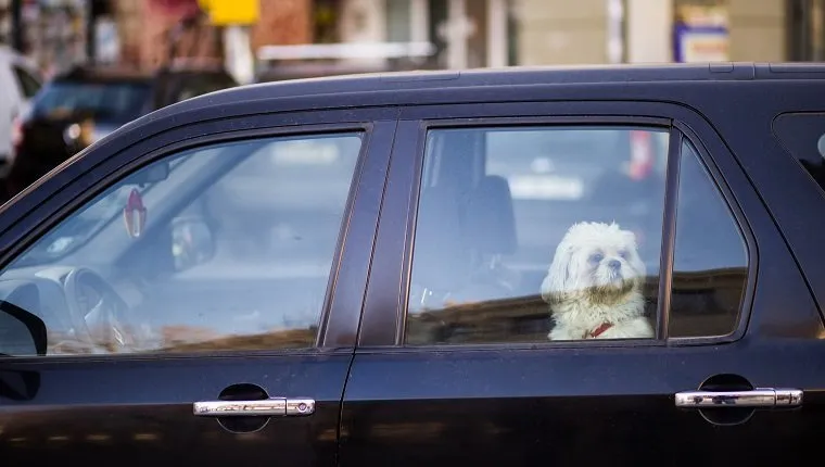Small white dog waiting in car