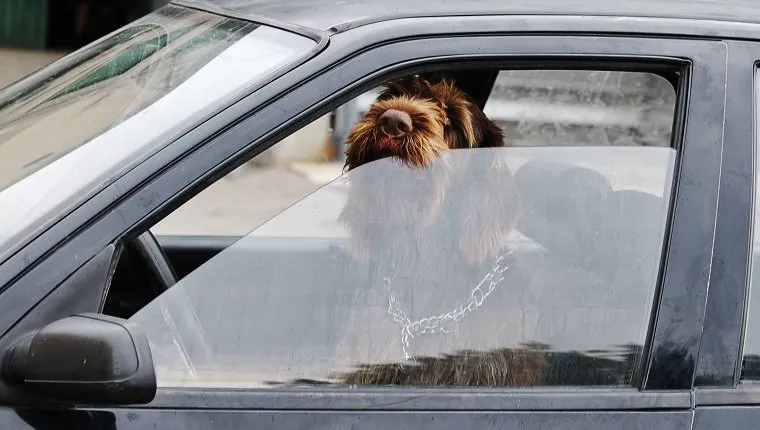 Dog car deals window screen