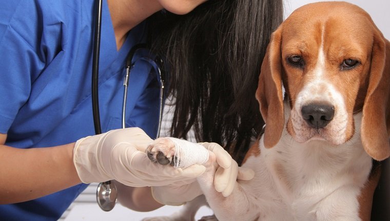 Veterinarian putting a bandage over a dog's paw.