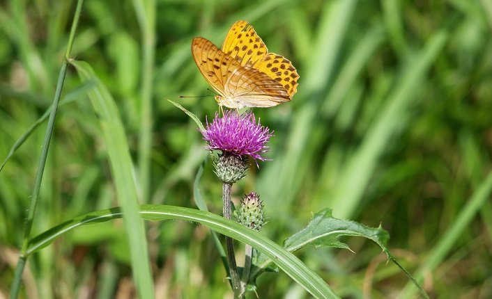 Close-Up Of Butterfly On Milk Thistle Flower