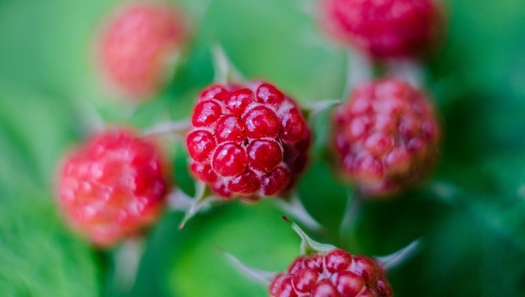 Tart Berries (Rubus idaeus)