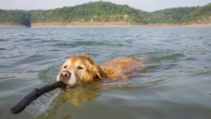 golden retriever takes a swim with a stick in his mouth