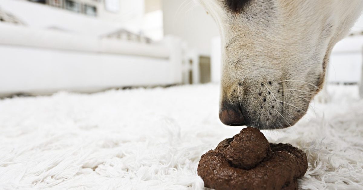 How to Help Your Dog to Stop Eating Poop and Scooting Dogs Academies