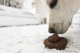 dog sniffing poop on floor