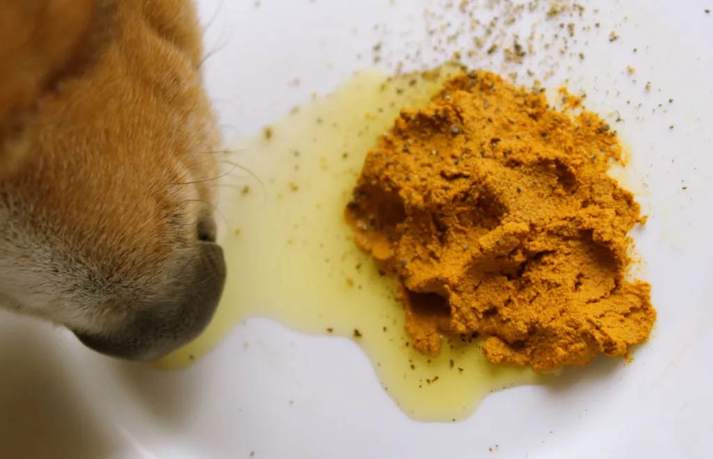 dog eating nutritional supplements from bowl