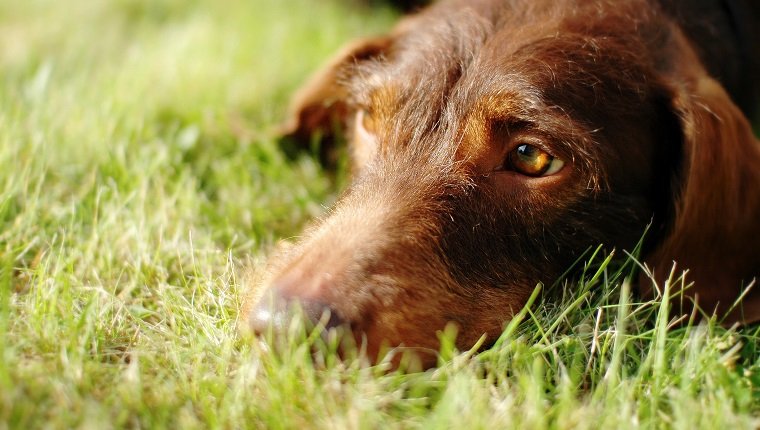 Abscesses In Dogs: Causes, Symptoms, And Treatments - DogTime