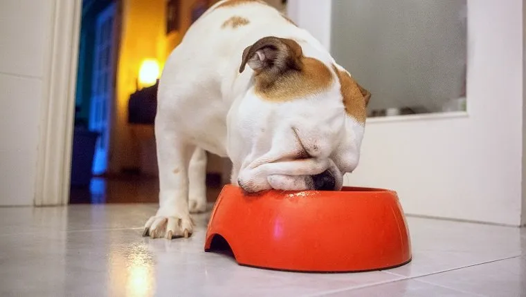 domestic dog eating from his bowl.indoor