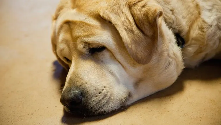 Close-up of labrador sleeping