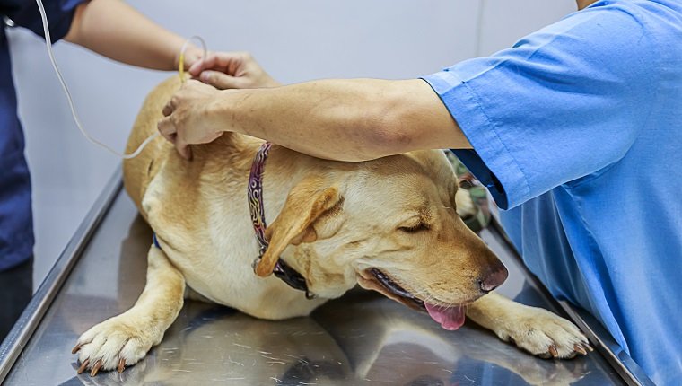 Veterinarian Examining and giving an IV to a sick Labrador dog.