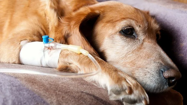 tired dog lying on bed with cannula in vein taking infusion