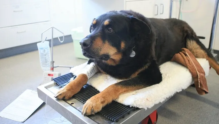 (AUSTRALIA & NEW ZEALAND OUT) Zap the rottweiler who gave blood to Rocky the German Shepherd who had two bullets removed in an operation after saving its owner from three burglars in Kingsford, 11 October 2006. SMH Picture by JON REID (Photo by Fairfax Media/Fairfax Media via Getty Images)