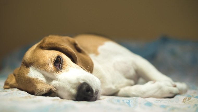 Anemia In Dogs: Causes, Symptoms, & Treatment - DogTime