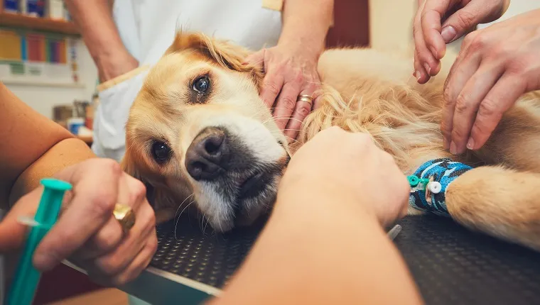 Golden retriever in the animal hospital. Veterinarians preparing the dog for surgery.