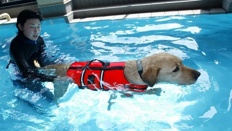 TOKYO - MAY 4: A dog receives swimming therapy at the Oedo Resort and Spa May 4, 2004 in Tokyo, Japan. Japan is on a long holiday (from May 1 to May 5) and some pet owners leave their animals at the spa. The spa offers swimming therapy and aromatherapy amongst other pooch pampering activities. (Photo by Koichi Kamoshida/Getty Images)