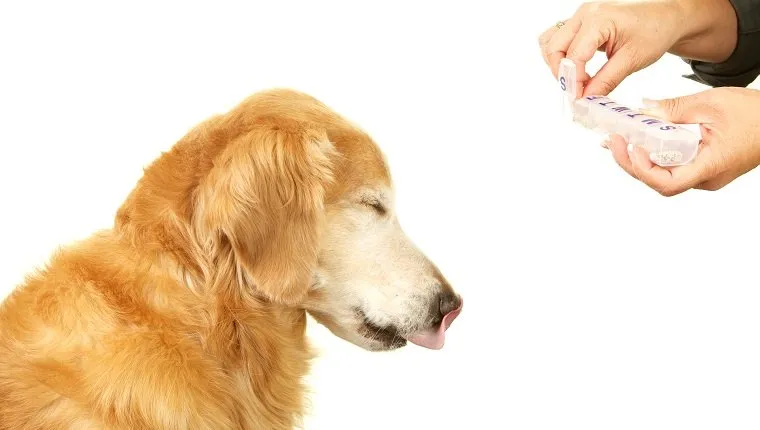 A golden retriever dog is closing his eyes and sticking out his tongue while his owner is holding out a pill for him from a daily pill organizer