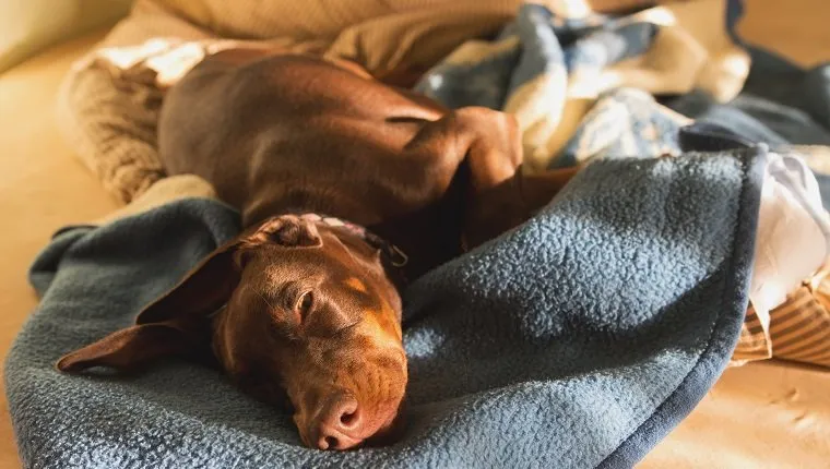 Close-Up Of Dog Sleeping On Bed At Home