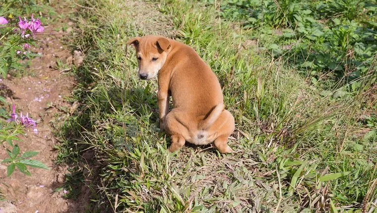 Brown dog that pees in a garden