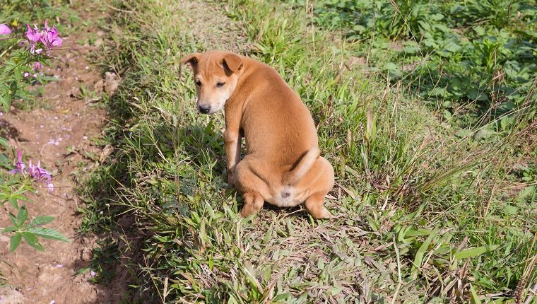 Bladder Infections In Dogs: Symptoms, Causes, And Treatments - DogTime