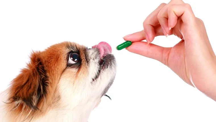Cephalexin For Dogs: Safe Dosages And Uses – Forbes Advisor