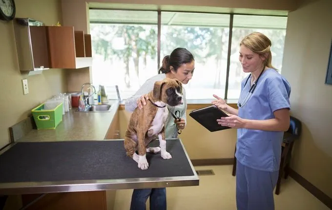 Vet talking to puppy owner in exam room