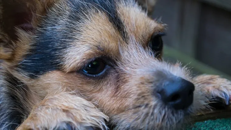 Close-Up Of Sad Dog Looking Away