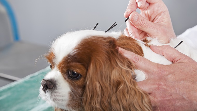 Female veterinarian treating dog with acupuncture.