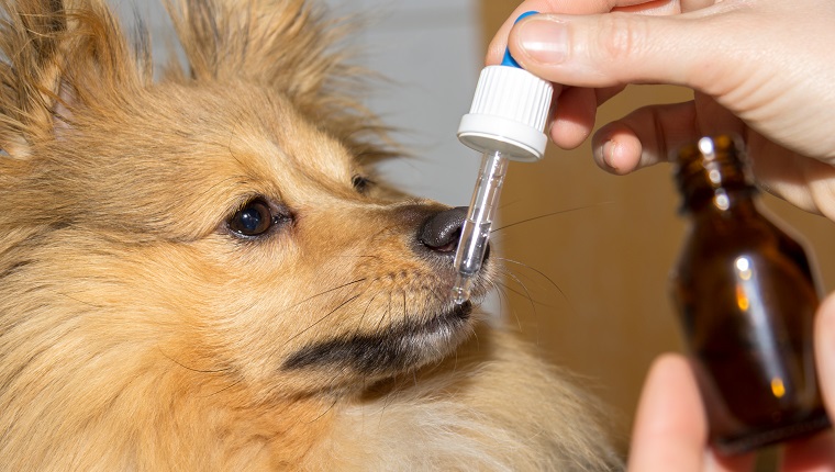 a shetland sheepdog dog takes his medicine