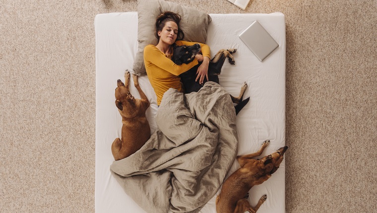 Woman lying in bed with her dogs, cuddling