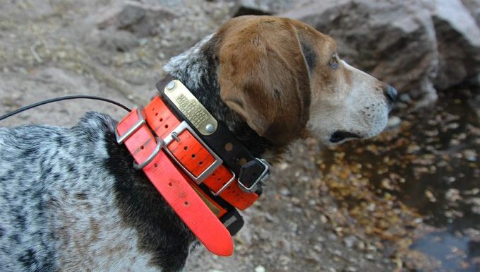 dog with many collars