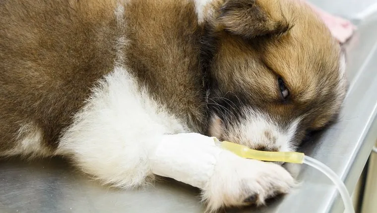 illness puppy with intravenous drip on operating table in veterinarian's clinic