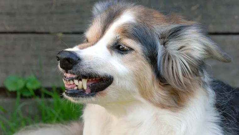 Dog, Border Collie Adult Female Domestic Dog Showing Her Teeth. Border Colliecolor : Tricolorcanis Lupus Familiaris , Domestic Dog , Dog , Canid , Mammal (Photo by BSIP/UIG via Getty Images)